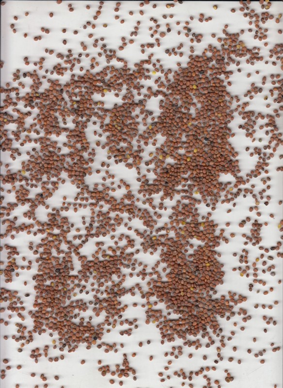 Green Manure: Fodder Radish. Oil Radish seeds from Belarus